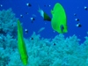 butterfly fish.jpg